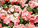 Sakura-Gasumi rose photo