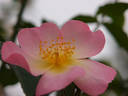 Koharu-biyori rose photo