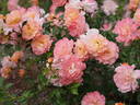 Kani-Otome rose photo