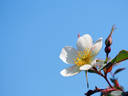 Louis Riel rose photo