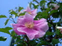 <i>Rosa laevigata rosea</i> rose photo