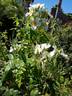 <i>Rosa lyellii</i> Lindley rose photo