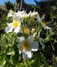 <i>Rosa lyellii</i> Lindley rose photo