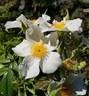<i>Rosa lyellii</i> Lindley rose photo