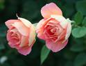 Hubba Dubba rose photo