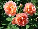 Hubba Dubba rose photo