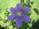 Justa clematis photo