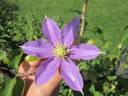 Justa clematis photo