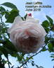 Jean Lafitte rose photo