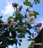 Jean Lafitte rose photo