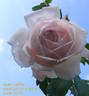 Jean Lafitte rose photo
