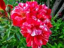 Papageno ® rose photo