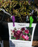 Magdas Rose rose photo