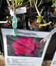 Shella-Kertesz-Rose rose photo