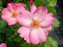 Blaze of Glory rose photo