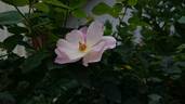 Heavenly Rosalind rose photo