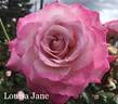 Louisa Jane rose photo