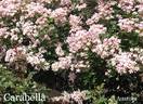 Carabella rose photo