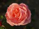 Jolly Good rose photo