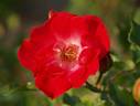 Coral Delight rose photo