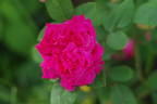 Abbé Bramérel rose photo