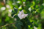 <i>Rosa canina</i> 'Laxa' rose photo