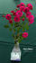 Fairy Dance ® rose photo