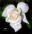 Edina rose photo