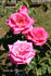 Jean du Tilleux rose photo