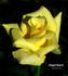 Elegant Beauty rose photo