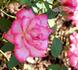 Sweet Caroline rose photo