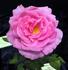 Madam Bouvier rose photo