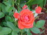 Colour Hit ® rose photo