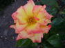 Bellevue rose photo