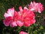 Bellevue rose photo