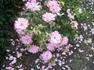 Easy Cover rose photo