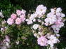 Easy Cover rose photo