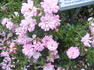 Easy Cover rose photo