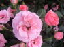 Egeskov ® rose photo