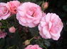 Egeskov ® rose photo