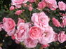 Egeskov ® rose photo