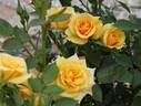 Golden Arches rose photo