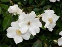 Dancing Snow rose photo