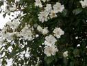 Dancing Snow rose photo