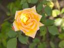 Itibanbosi rose photo