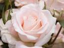 Highness Miyabi rose photo