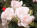 Highness Miyabi rose photo