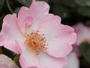 Blaze of Glory rose photo