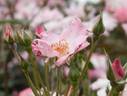 Blaze of Glory rose photo
