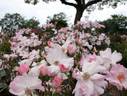 Blaze of Glory rose photo